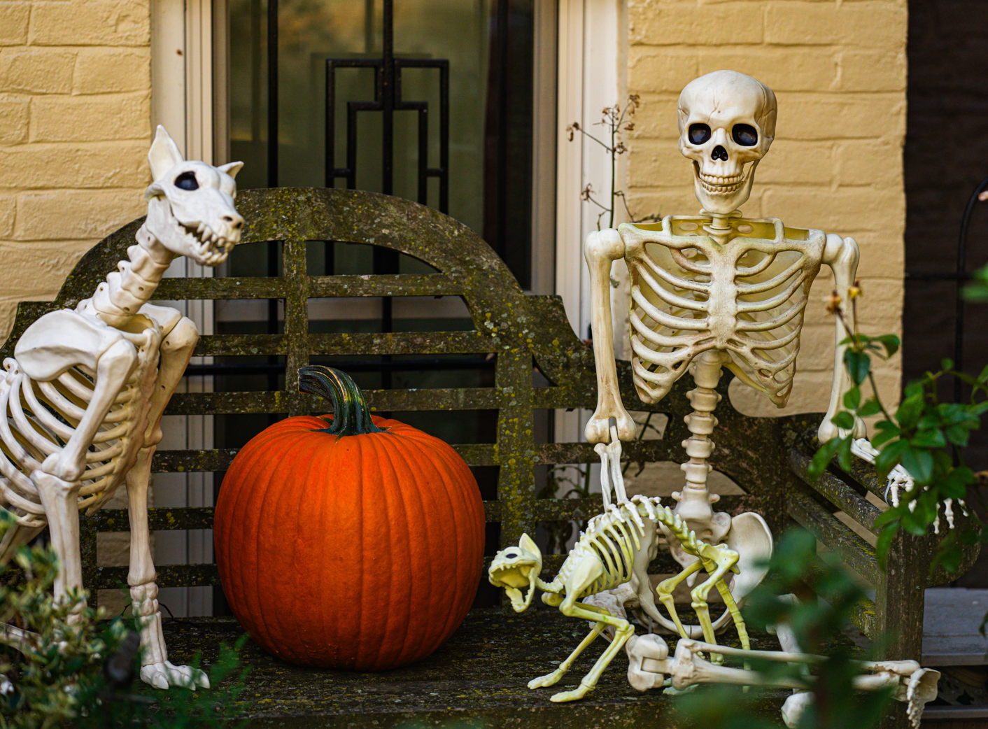 The Haunted Harvest Package